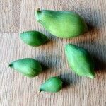 Cyclanthera pedata 果實