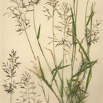 Eragrostis barrelieri 形態