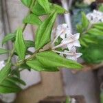 Hoya lanceolata Ліст