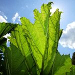 Gunnera tinctoria Blatt