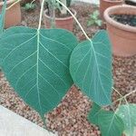 Ficus religiosa Leaf