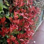 Photinia × fraseri Leaf