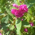 Impatiens balsaminaപുഷ്പം