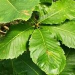 Quercus aliena Leaf
