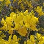 Genista aetnensis Flower