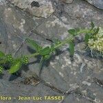 Campanula petraea その他の提案
