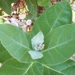Calotropis gigantea Hoja