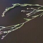 Gutenbergia cordifolia Folio