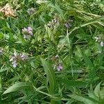 Stachys palustris Buveinė