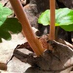 Sanguinaria canadensis Kůra