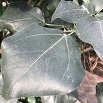 Oreopanax nymphaeifolius Hoja