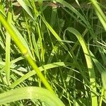 Arrhenatherum elatius 其他