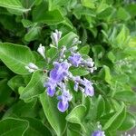 Vitex trifolia Цвят