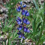 Lupinus covillei Hábito