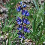 Lupinus covillei