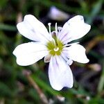 Gypsophila muralis 花