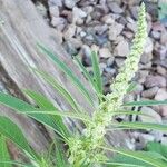 Amaranthus fimbriatus Flower