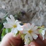 Cerastium cerastoides Цветок