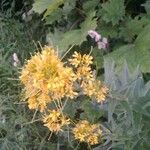 Sisymbrium strictissimum Flower