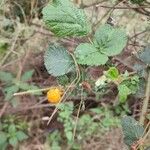 Rubus ellipticus ഫലം