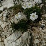 Achillea atrata Floare