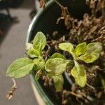 Petunia x atkinsiana ഇല