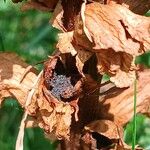 Orobanche rapum-genistae Fruit