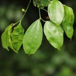 Celtis prantlii Hoja