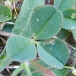 Trifolium occidentale ഇല