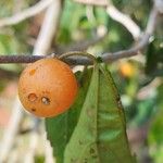 Celtis iguanaea Plod