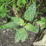 Hypoestes phyllostachyaList