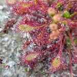 Drosera anglica पत्ता