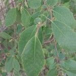 Azara petiolaris Leaf