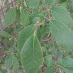 Azara petiolaris Blad