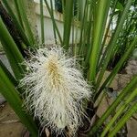Carludovica palmata Flower