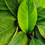 Spathiphyllum cannifolium Leaf