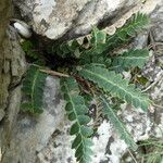 Asplenium ceterach Rhisgl