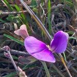 Vigna frutescens Blüte