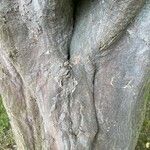 Carpinus betulus 树皮