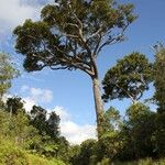 Calophyllum caledonicum موطن