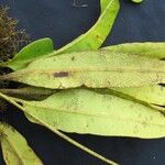 Elaphoglossum moranii Φύλλο