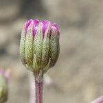 Senecio varicosus Flower