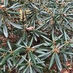 Rhododendron hyperythrum Levél