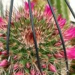 Mammillaria wrightii Flor
