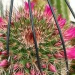 Mammillaria wrightii Flors