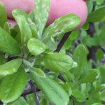 Sideroxylon lanuginosum Leaf