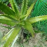 Aloe lateritia Лист