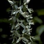 Coutoubea spicata Çiçek