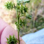 Medicago laciniata Övriga