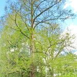 Metasequoia glyptostroboides ശീലം